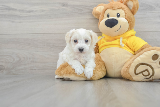 Best Yorkie Chon Baby