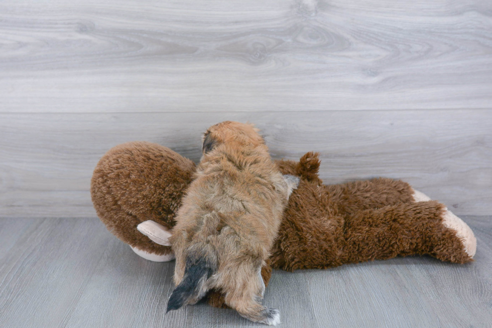 Little Borkie Designer Puppy