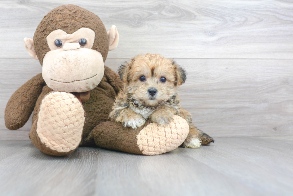 Best Yorkie Chon Baby