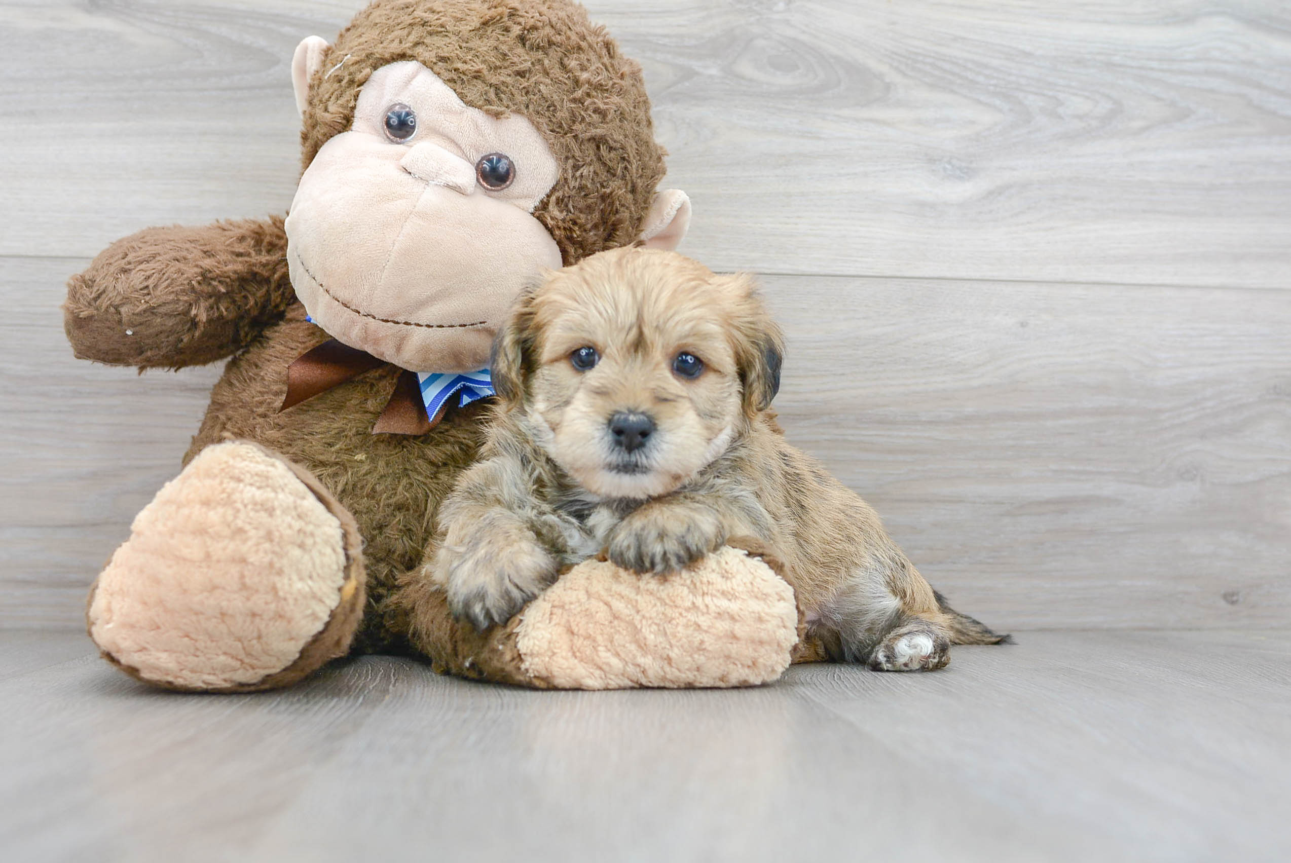 Petite Yorkie Chon Designer Pup
