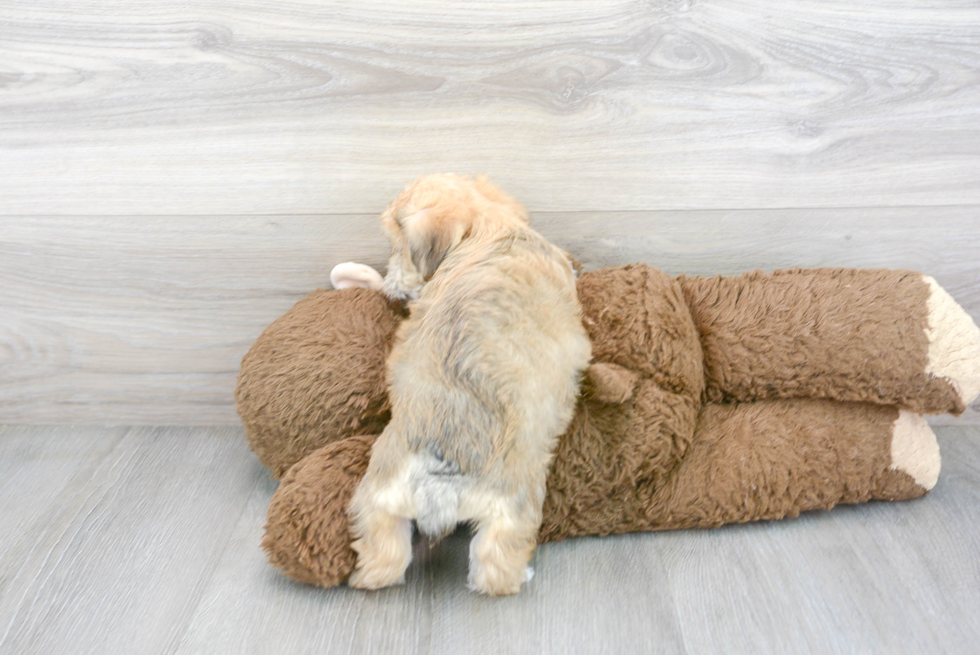 Yorkie Chon Pup Being Cute