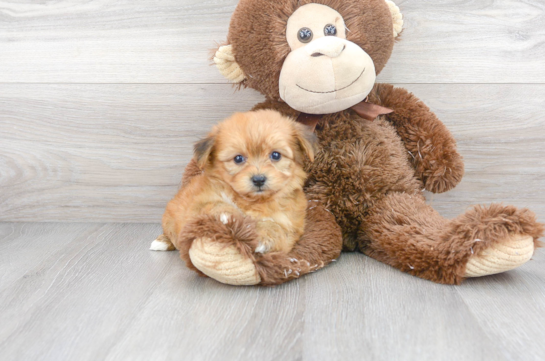 Sweet Yorkie Chon Baby