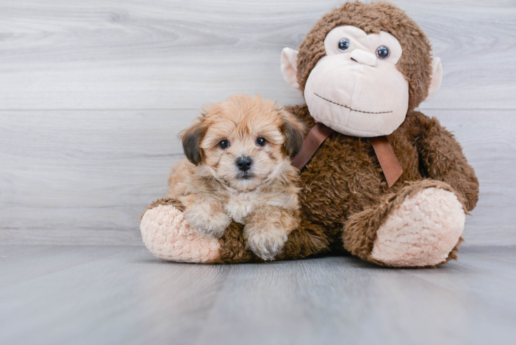 Petite Yorkie Chon Designer Pup