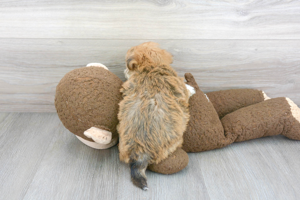 Yorkie Chon Puppy for Adoption