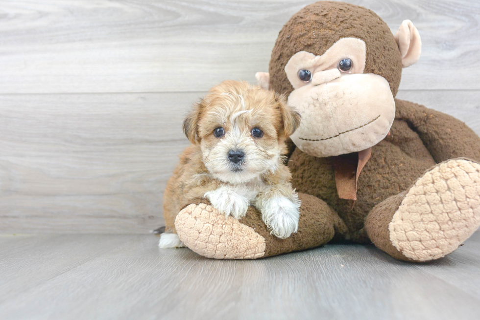 Funny Yorkie Chon Designer Pup