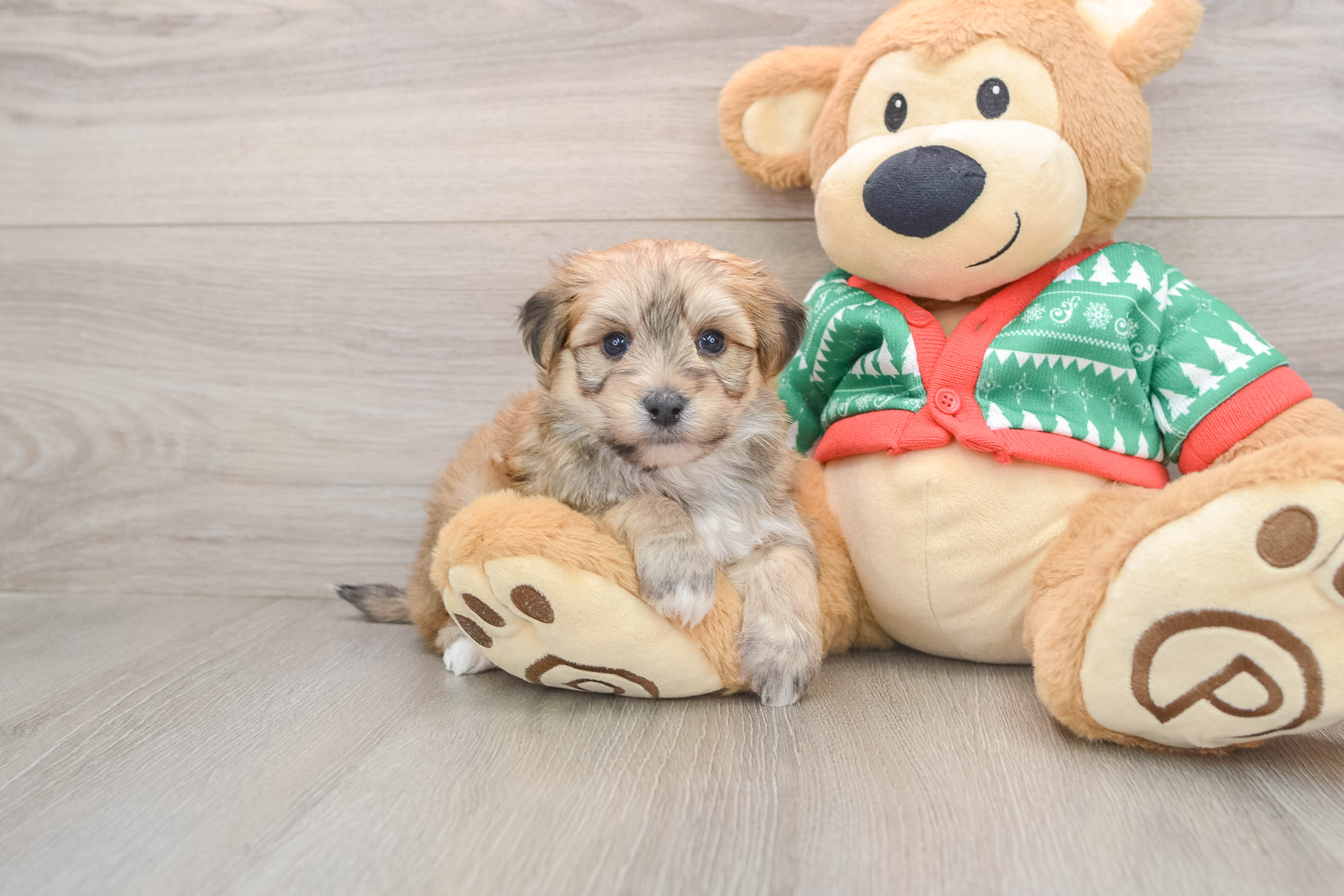 Fluffy Yorkie Chon Designer Pup