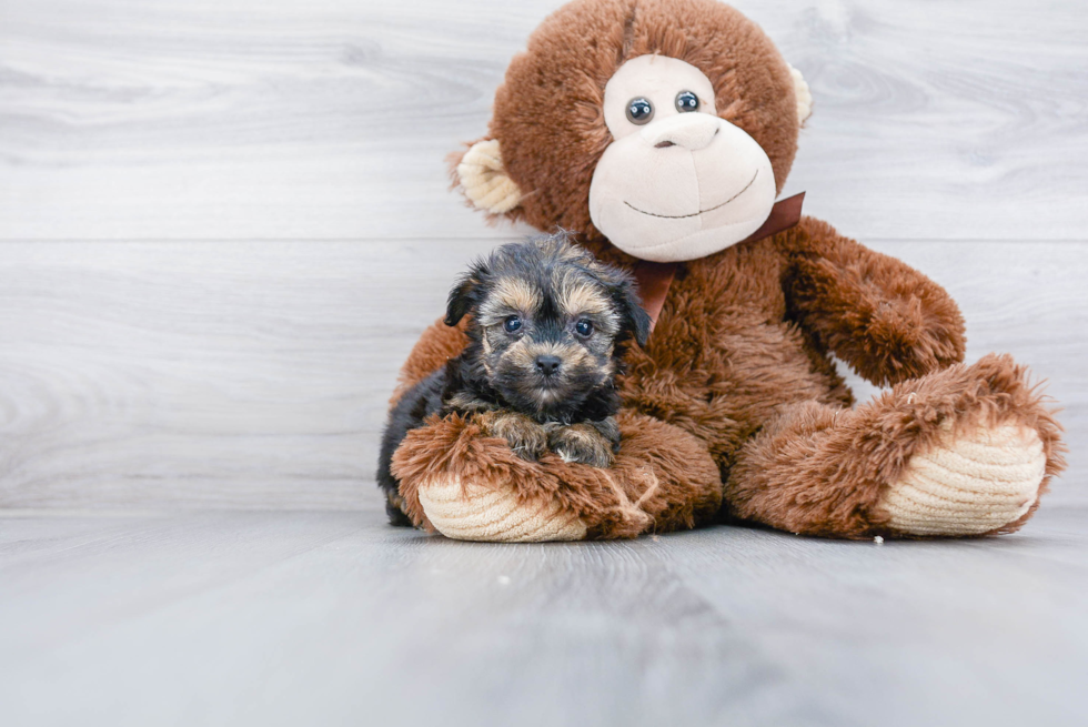 Sweet Yorkie Chon Baby