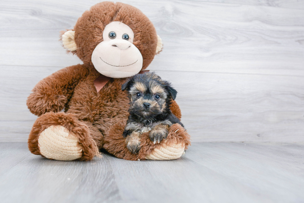 Yorkie Chon Puppy for Adoption