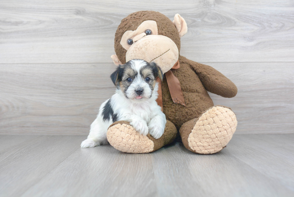 Petite Yorkie Chon Designer Pup