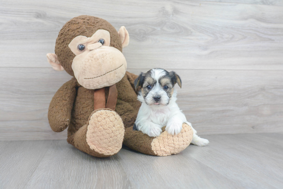 Yorkie Chon Puppy for Adoption