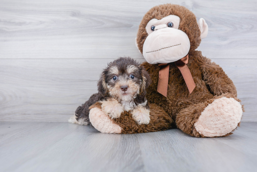 Yorkie Chon Pup Being Cute