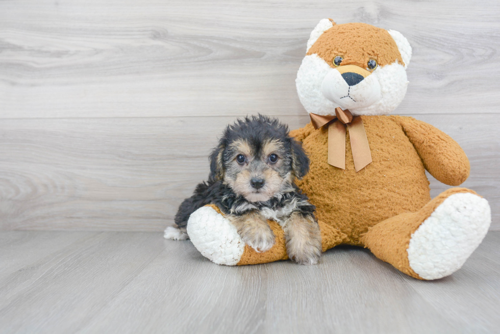 Hypoallergenic Yorkie Bichon Designer Puppy