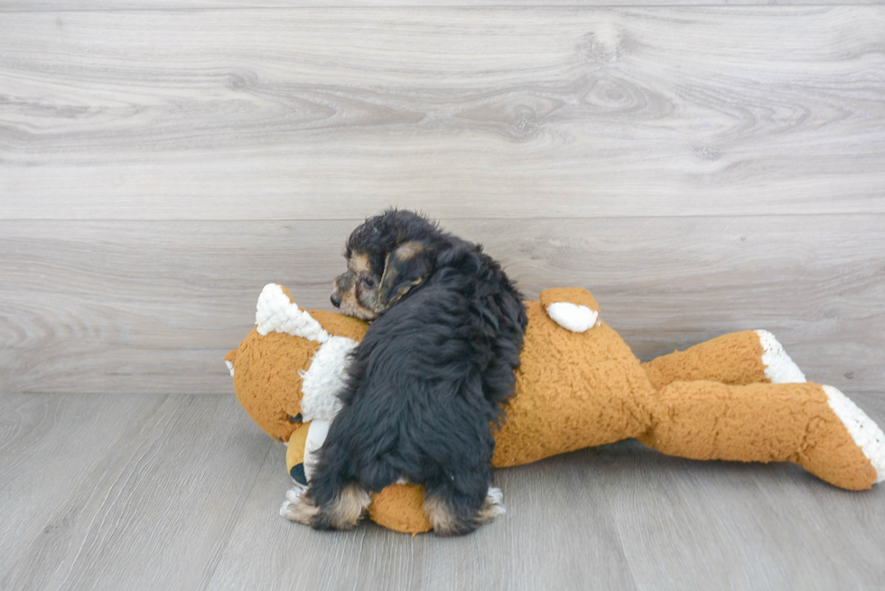 Fluffy Yorkie Chon Designer Pup