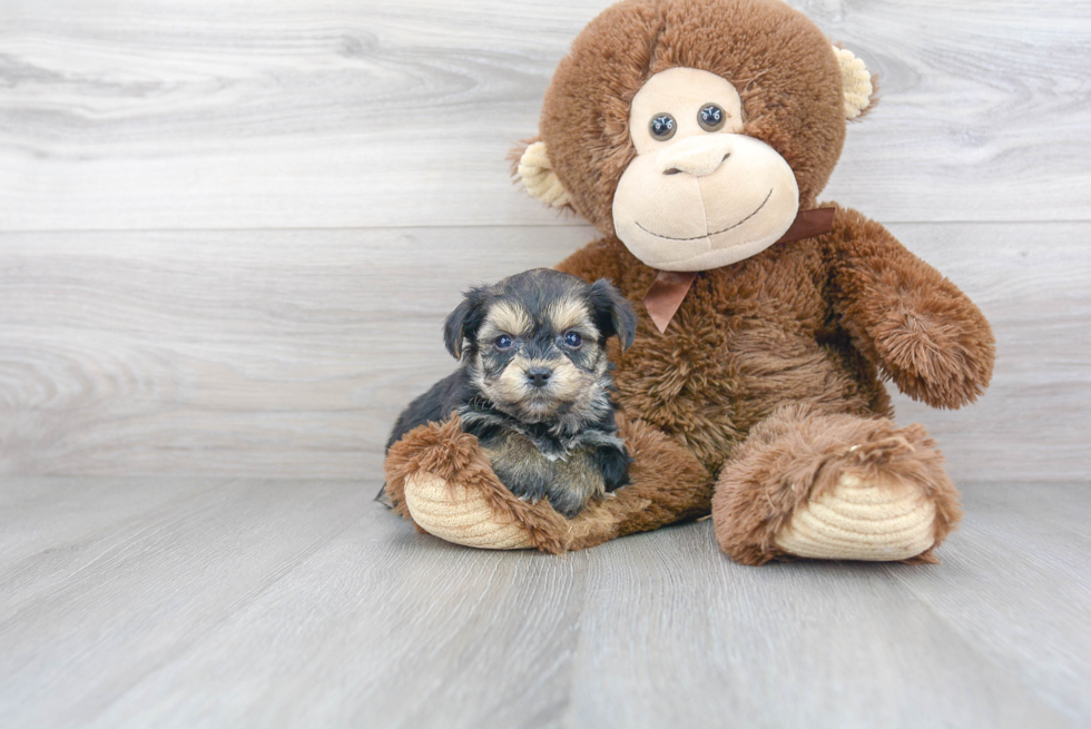 Playful Yo Chon Designer Puppy
