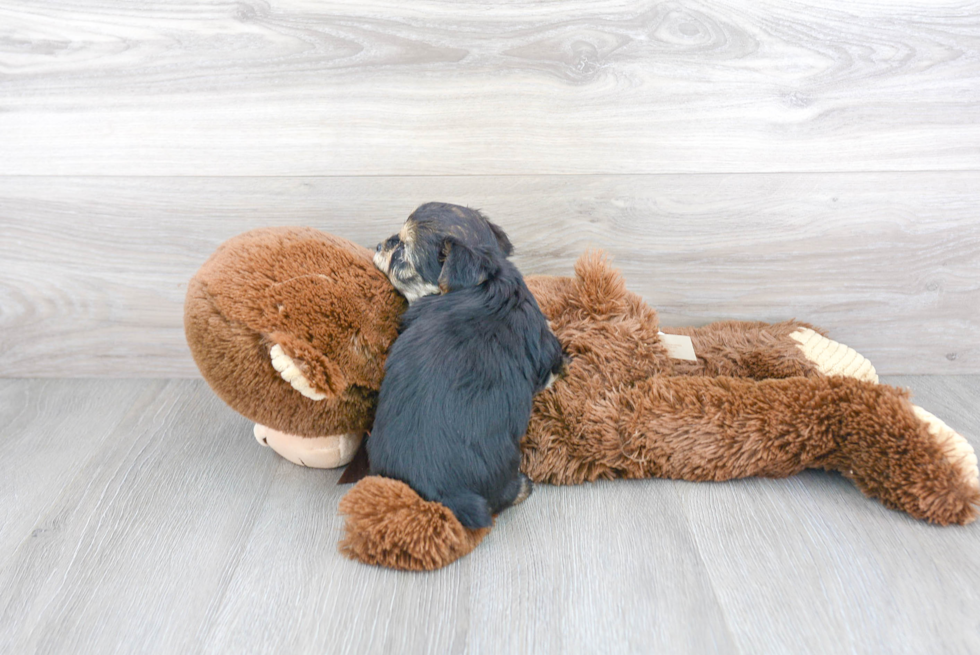 Yorkie Chon Puppy for Adoption