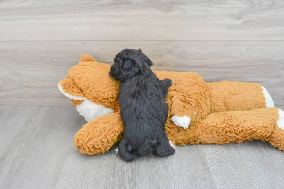 Fluffy Yorkie Chon Designer Pup