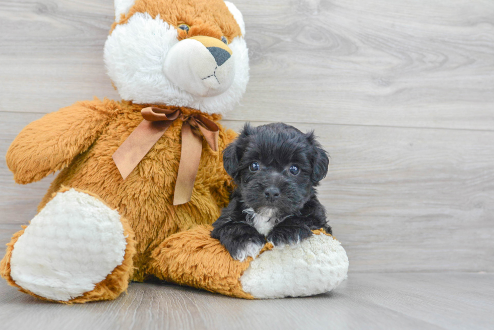 Small Yorkie Chon Baby