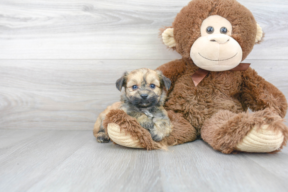 Energetic Yorkichon Designer Puppy