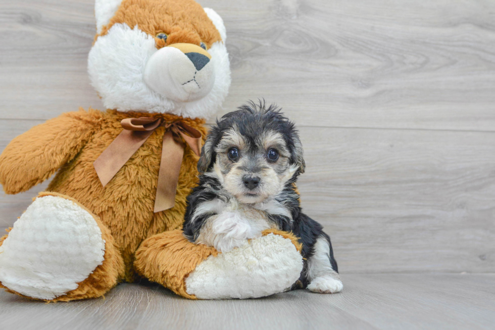 Yorkie Chon Pup Being Cute