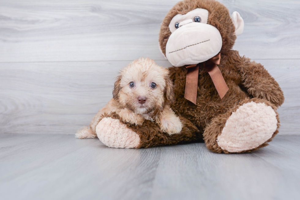 Adorable Yorkshire Frise Designer Puppy
