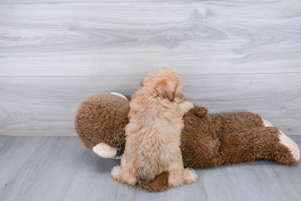 Yorkie Chon Pup Being Cute