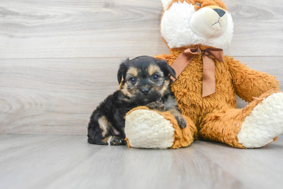 Yorkie Chon Pup Being Cute
