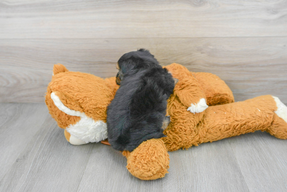 Yorkie Chon Puppy for Adoption