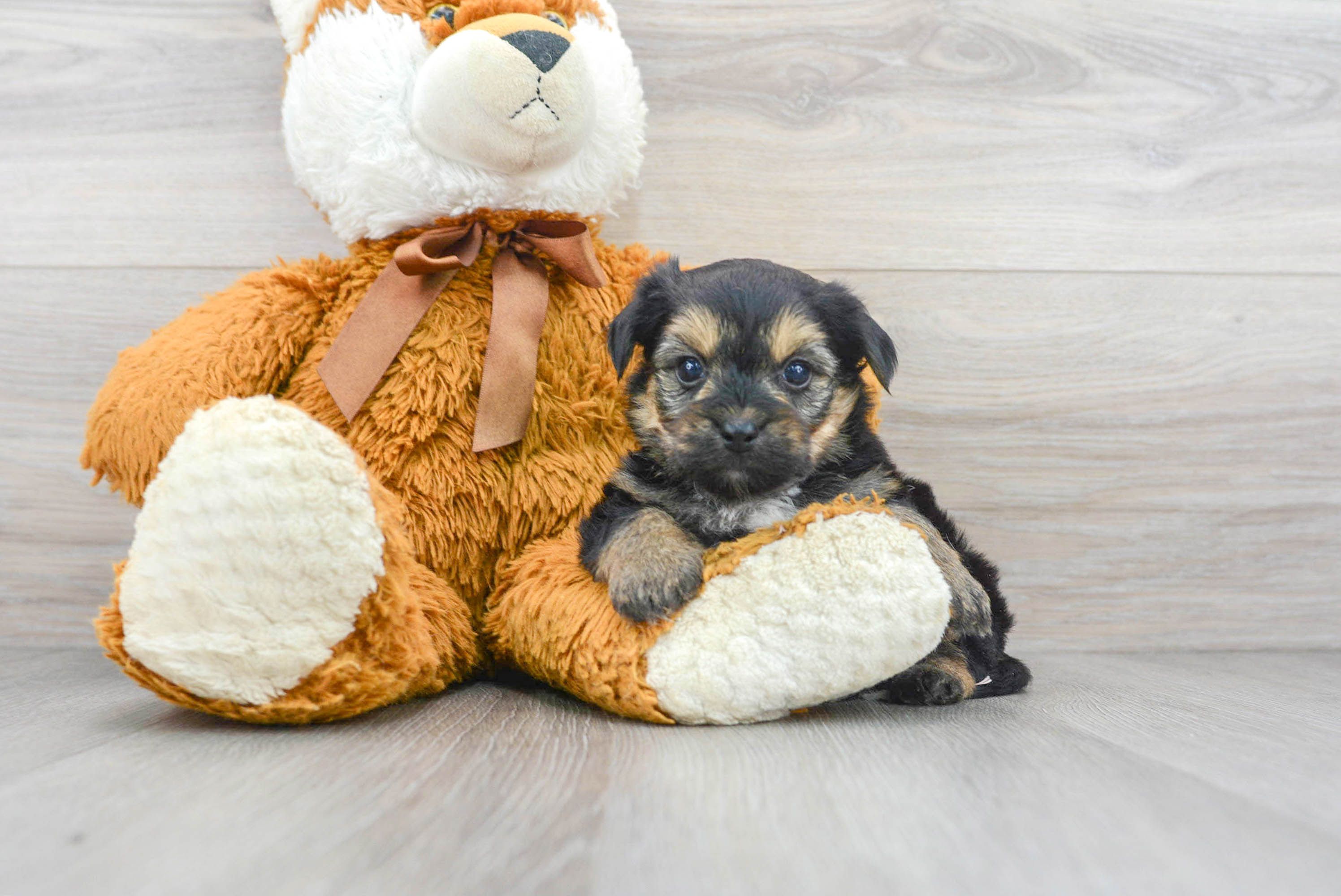 Best Yorkie Chon Baby