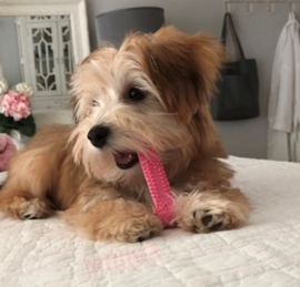 Yorkie Chon Puppies For Sale - Premier Pups