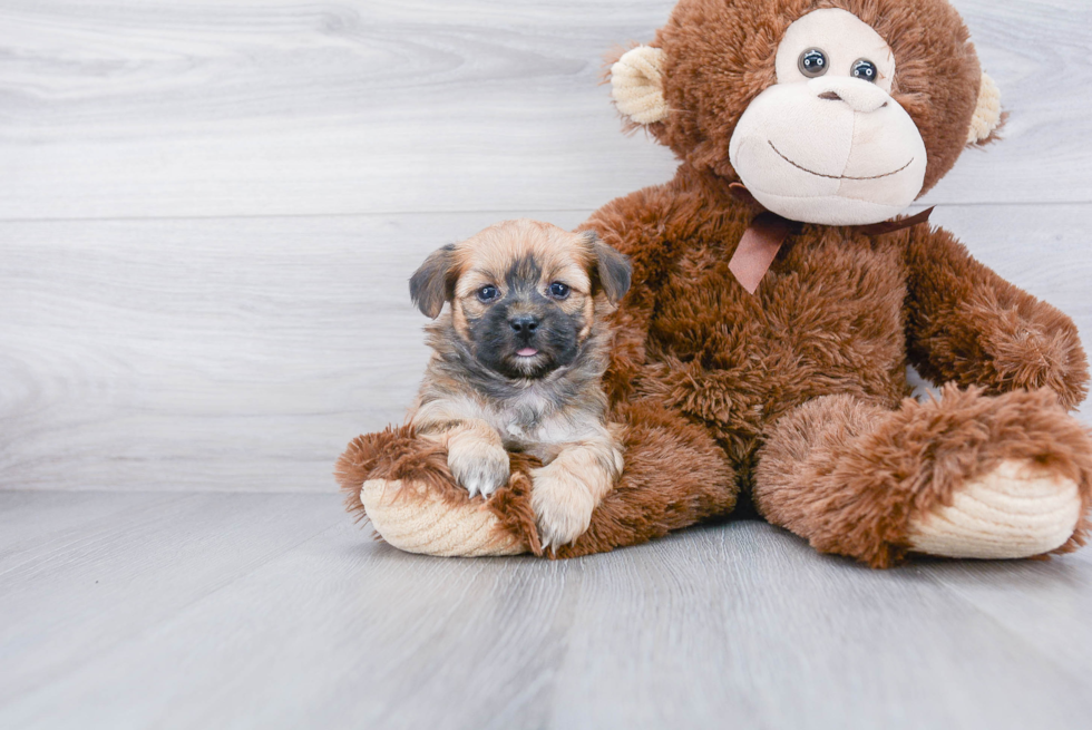 Little Borkie Designer Puppy