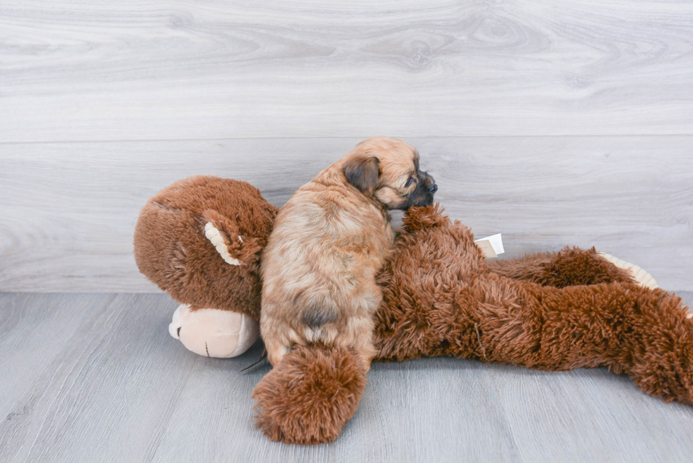 Fluffy Yorkie Chon Designer Pup