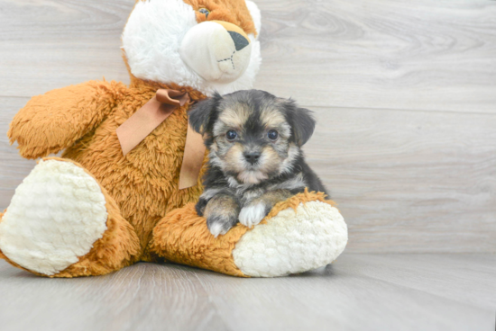 Best Yorkie Chon Baby