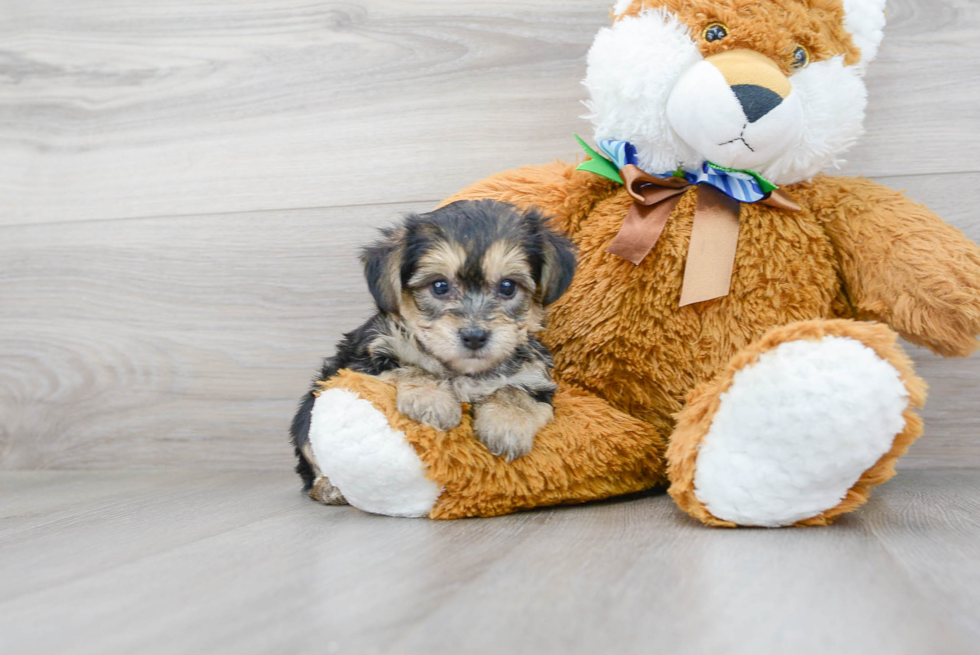 Yorkie Chon Pup Being Cute