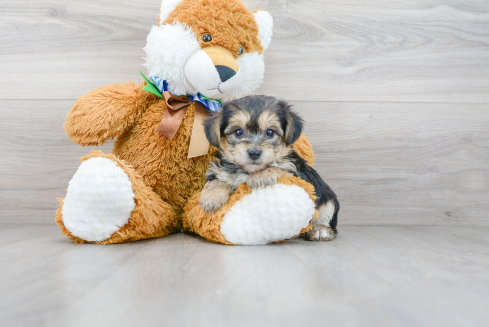 Small Yorkie Chon Baby