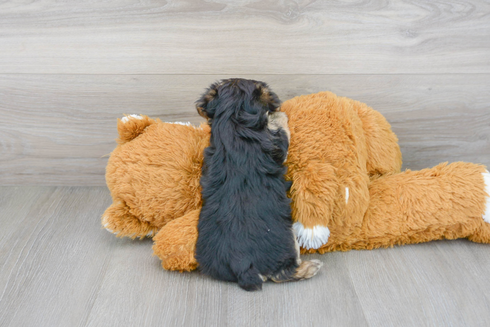 Best Yorkie Chon Baby