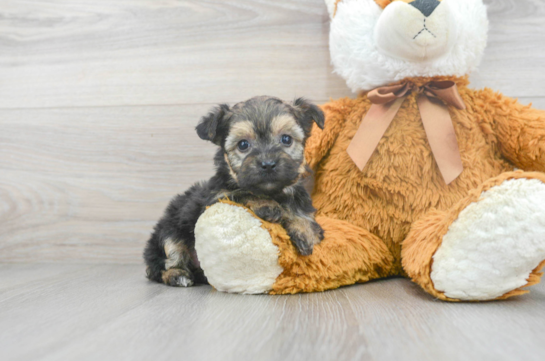 Little Borkie Designer Puppy