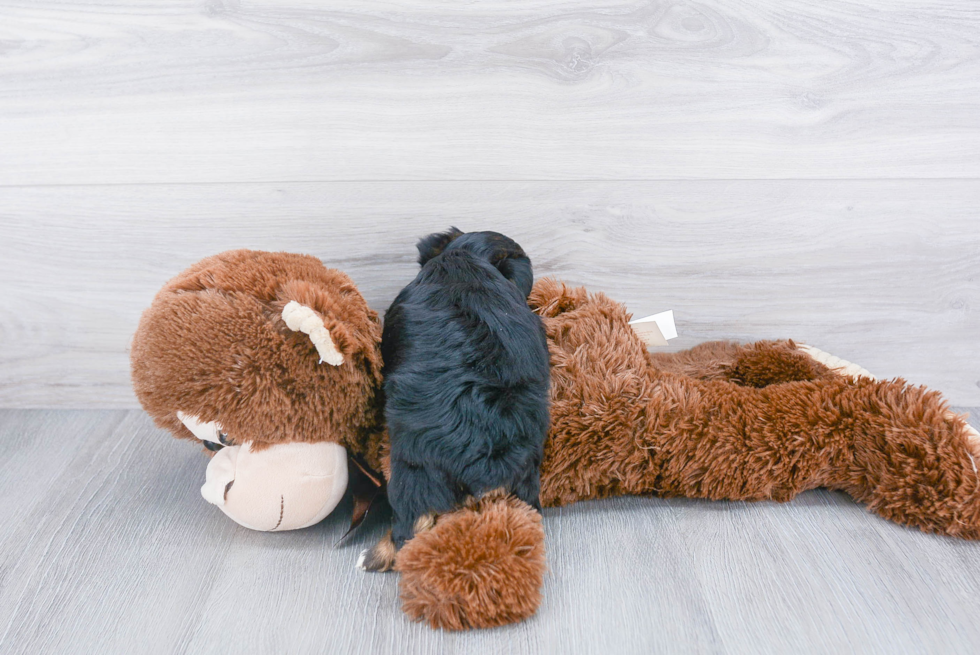 Hypoallergenic Yorkie Bichon Designer Puppy