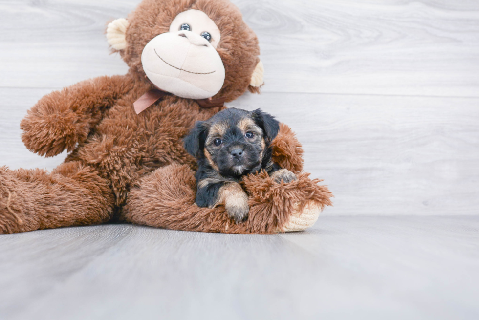 Yorkie Chon Pup Being Cute