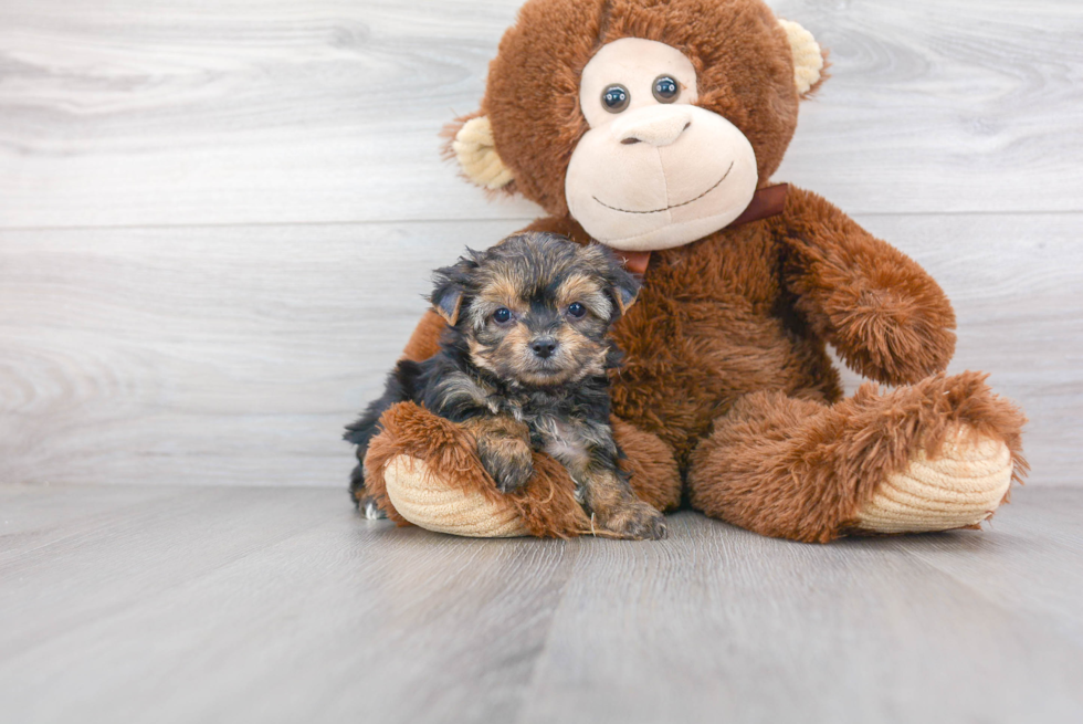 Playful Yo Chon Designer Puppy