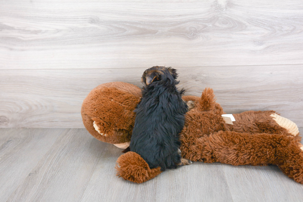 Hypoallergenic Yorkie Bichon Designer Puppy