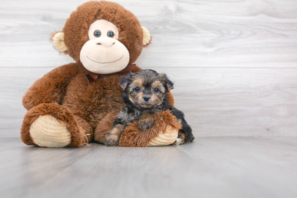 Yorkie Chon Pup Being Cute