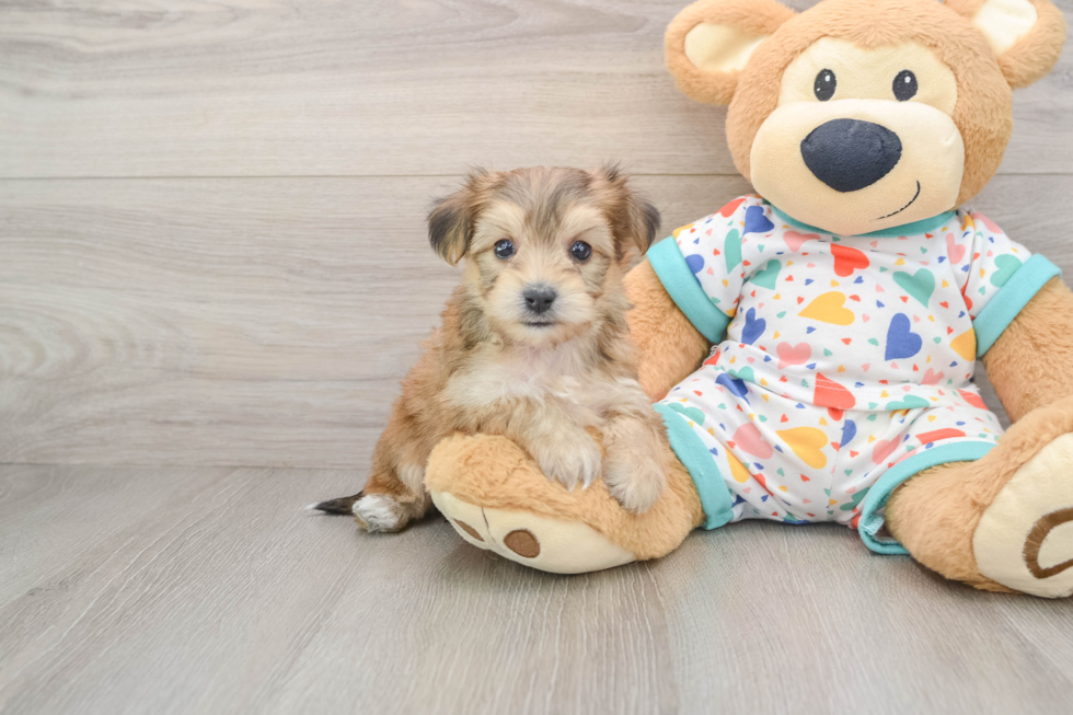 Yorkie Chon Puppy for Adoption