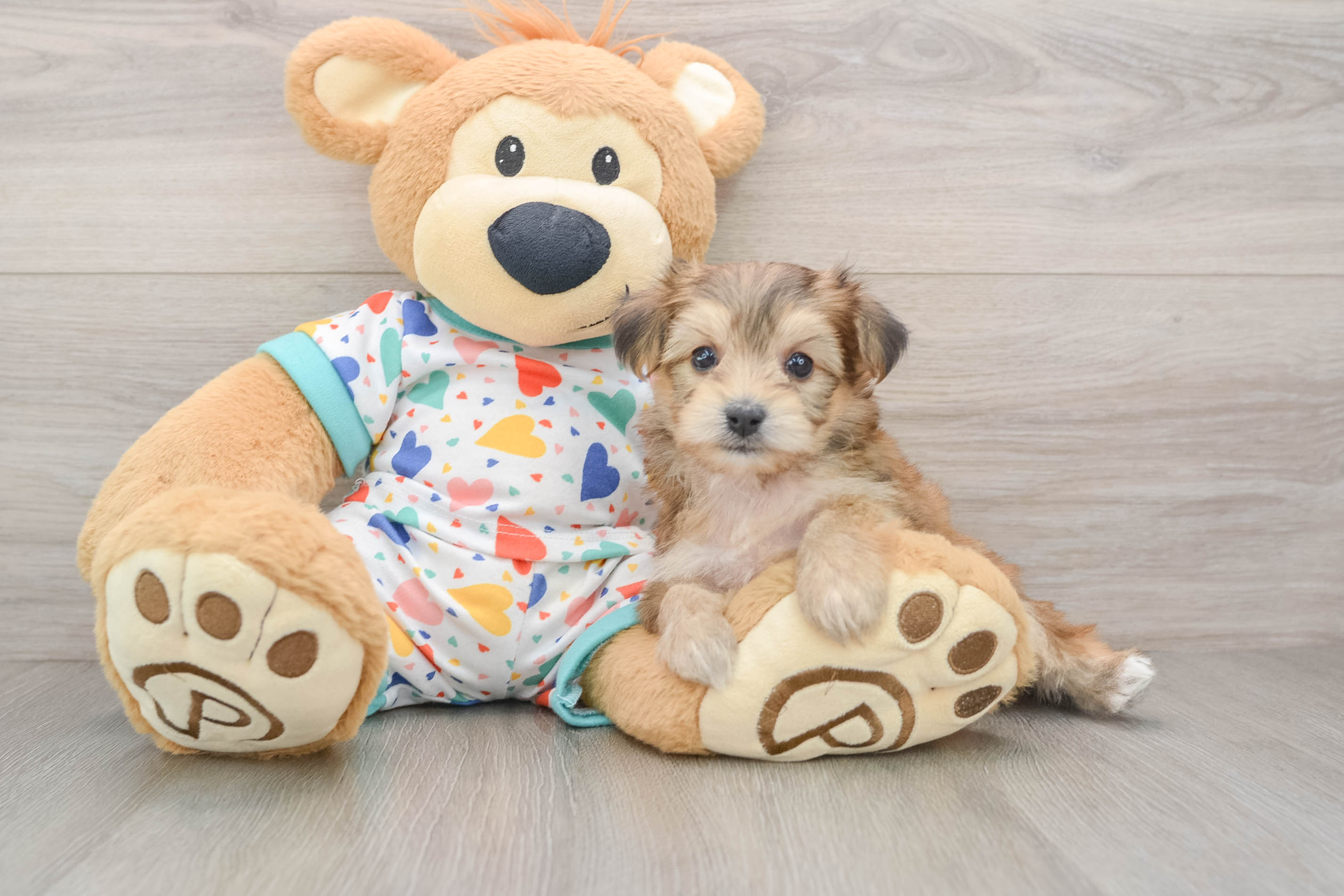 Friendly Yorkie Chon Baby
