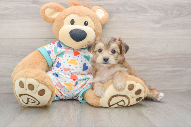 Friendly Yorkie Chon Baby