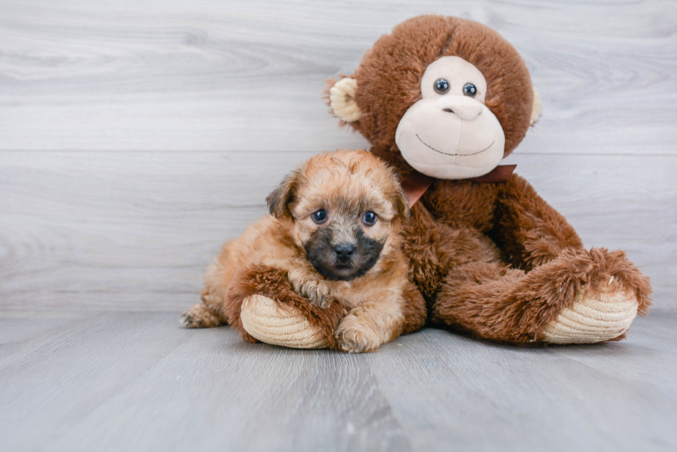 Hypoallergenic Yorkie Bichon Designer Puppy