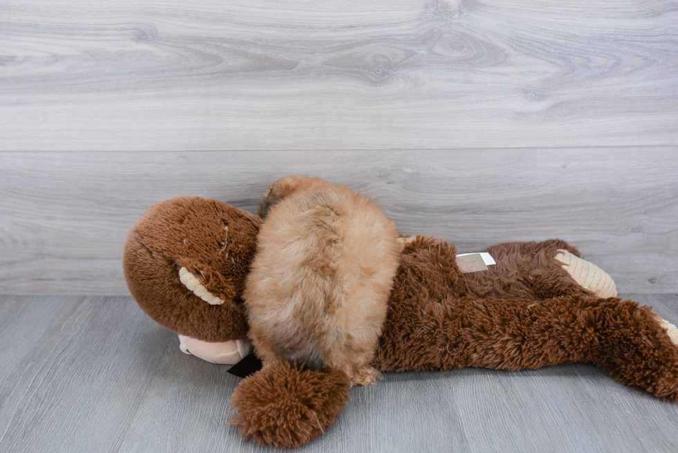 Friendly Yorkie Chon Baby