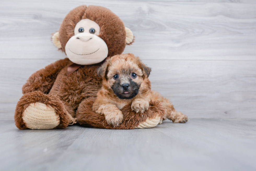 Yorkie Chon Puppy for Adoption