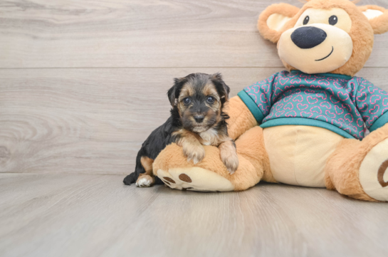 Smart Yorkie Poo Poodle Mix Pup