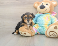 8 week old Yorkie Poo Puppy For Sale - Premier Pups