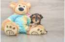 Best Yorkie Poo Baby